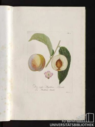 Tab. 4. Die weisse Magdalena Pfirsich. La Madeleine blanche.