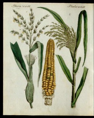 Getraide-Arten.
