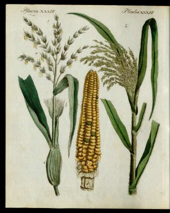 Getraide-Arten.