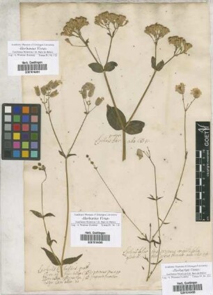 Lychnis
