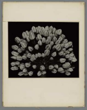 Gartenzwiebel, Blütenknospenstand (Allium cepa)