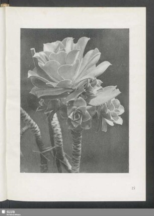 Sempervivum arborescens