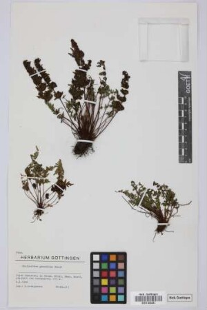 Cheilanthes guanchica Bolle