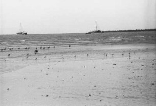 Vögel am Strand von Kilwa : Strandlandschaft mit Meer, Booten und Vögeln