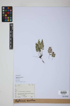Asplenium auritum Sw.