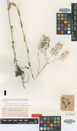 Carpoceras oxyceras Boiss. [isotype]