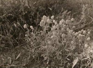 Hasen-Klee (Trifolium arvense)