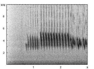 Grünfink | Chloris chloris - Gesang