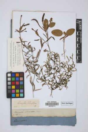 Potamogeton heterophyllum