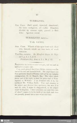 Turrilites costatus. Tab. XXXVI