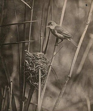 Teichrohrsänger (Acrocephalus scirpaceus) am Nest