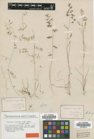 Eragrostis cumingii Steud. [Isosyntype]