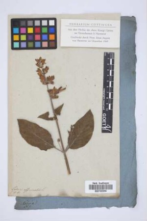 Salvia officinalis L.