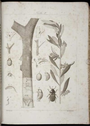 Tavola. I. [bis] Tavola XIII.