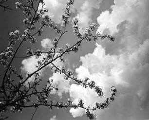 Wolkenbilder. Wolken hinter blühenden Zweigen