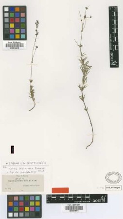 Asperula paniculata Boiss. [type]