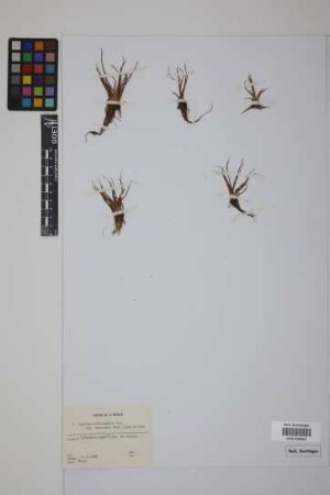 Isoetes echinospora Dur.