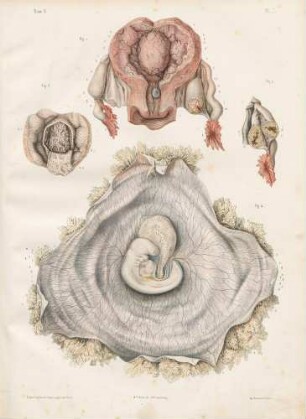 Embryogenese beim Menschen