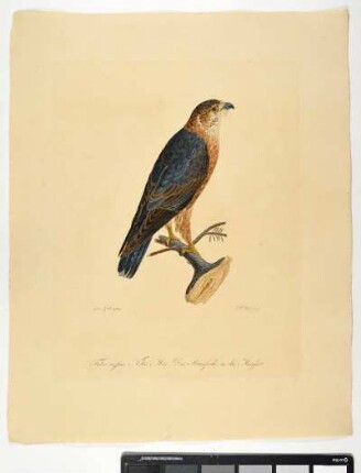 Falco caesius. Nobis. Mas. Der Blaufalke in der Mauser. - Kornweihe. Circus cyaneus; mas. - Zeichner: Ambrosius Gabler; Stecher: Johann Carl Bock