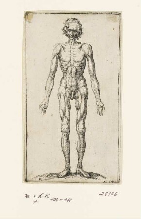 Männliche Figur, aus: "Anatomische Figuren"