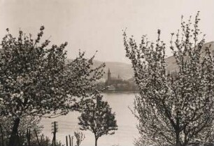 Frühling. Blick durch blühende Obstbäume über den Rhein nach Lorch am Rhein. In der Bildmitte die katholische Pfarrkirche St. Martin