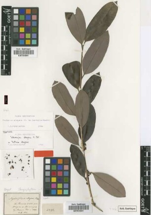 Sideroxylon elegans A.DC. [isotype]