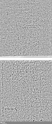 Lilienschild + IESV / LW = S.15/16+17/18