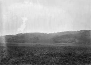 Urwald : Blick über eine Wiese auf die Urwaldgrenze