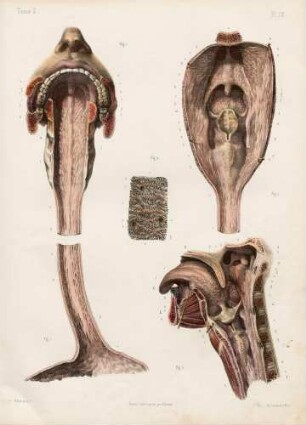 Pharynx und Oesophagus