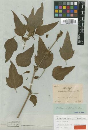 Malachra kegeliana Garcke [isotype]