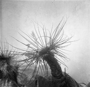 Zylinderrose im Vivarium der Landessammlungen für Naturkunde.