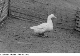 Ente in einem Gehege