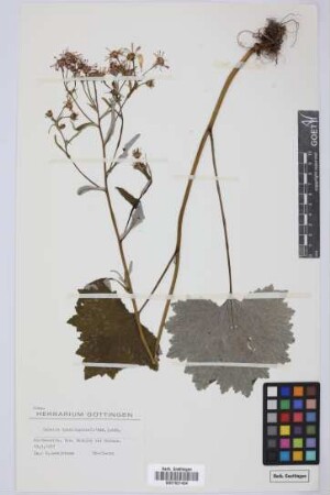 Senecio tussilaginis (L'Hér.) Lindl.