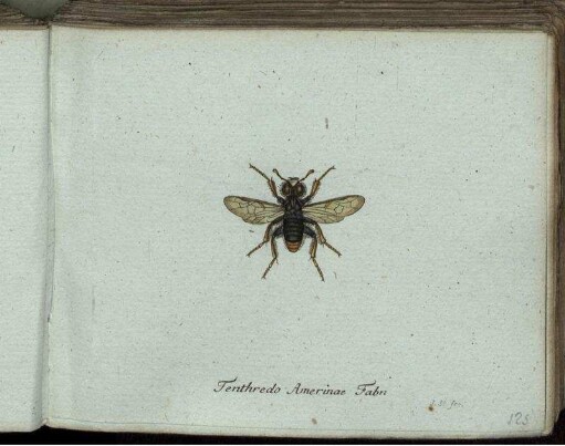 Tenthredo Amerinae Fabr. [bis] Tenthredo Capreae Fabr.