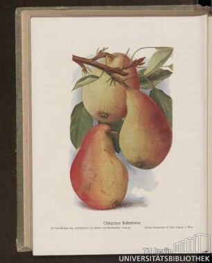Clairgeaus Butterbirne