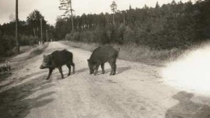 Dresdner Heide. Zahme Wildschweine (Sus scrofa)