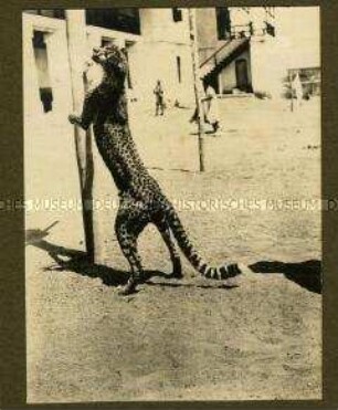 Leoparde in einer Boma