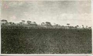 Baumwollfeld mit Gebäuden einer Farm im Hintergrund
