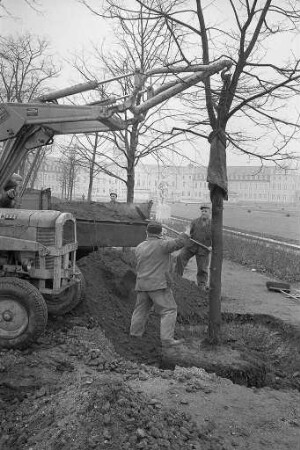 Anpflanzung junger Linden auf dem Schlossplatz.