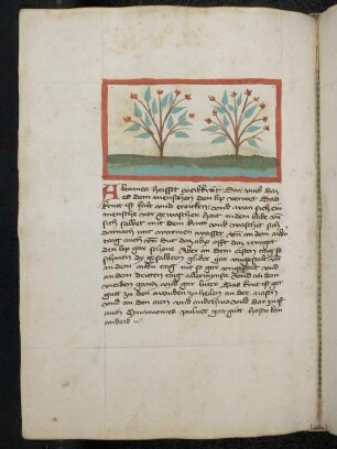 Kräuterpflanze: Altamea/ Färberpflanze; (aus Konrads von Megenberg "Buch der Natur")
