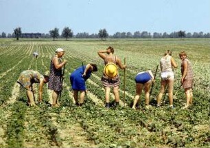Rüben hacken : Erntearbeiterinnen die in der Sonne auf einem Feld Rüben hacken