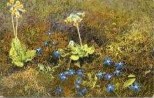 Postkarte mit Wildblumen-Motiv