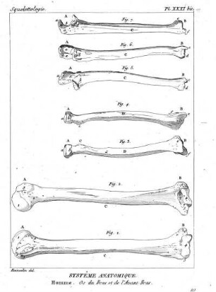 Pl. XXXI bis. Systême Anatomique. Homme. Os du Bras et de l'Avant-Bras.