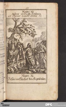 Jesus verfluchet den Feigenbaum.