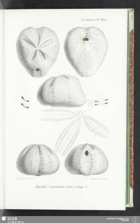 Pl. 860