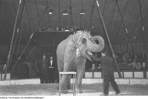 Dresden, Gastspiel des Zirkus Busch, April 1952