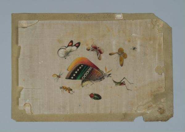 Malerei auf Reispapier (Markpapier): Schmetterlinge, Käfer, Grashüpfer