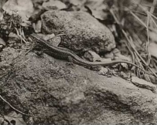 Zauneidechse (Lacerta agilis), männlich