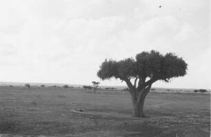 Steppe der Region Somali : Eine Steppe in Somalia.