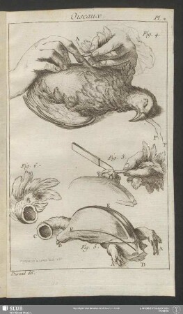 Pl. 2. Oiseaux
